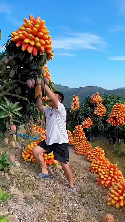 Trends and Innovations in fruit Farming#84#shortvideo .....