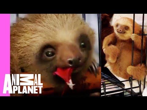 Bath Time for Baby Sloths | Too Cute