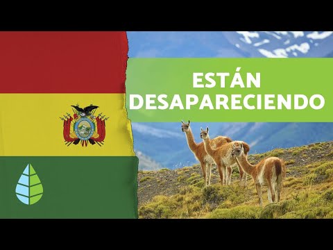 10 animales en PELIGRO DE EXTINCIÓN en BOLIVIA