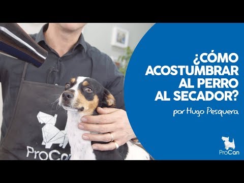 Video: Consejos Para Que Su Perro Se Sienta Cómodo Con Un Secador Para Perros