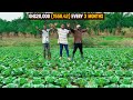 Cabbage farming explained  how to start a successful cabbage farm as a beginner in 2024  detailed