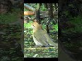 Пеночка-теньковка купается #birds #shorts