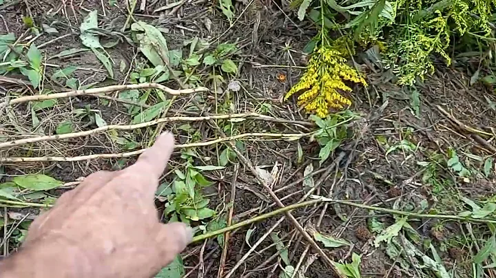 control of canada goldenrod in prairie restoration...