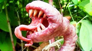 Top 10 Dark Discoveries In The Amazon Forest That Terrified Scientists - Part 2
