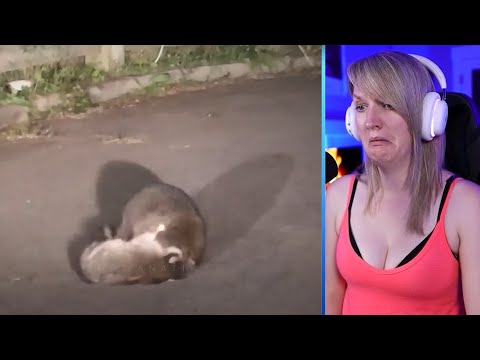 15 Hungry Raccoons Chase And Kill Animals Fearlessly Part 2 | Pets House