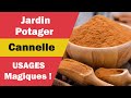 Bienfaits et utilisations magiques de la cannelle dans le jardinage