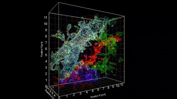 Another 3-D visualization of Brainbow mouse hippocampus showing a branching dendrite