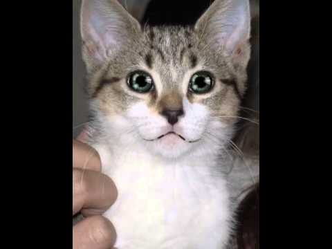 A kitty plays FIIIIREEEEEEEEE!