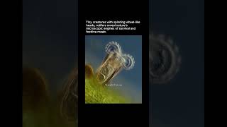 Rotifers The Tiny Creatures With Spinning Wheel Heads