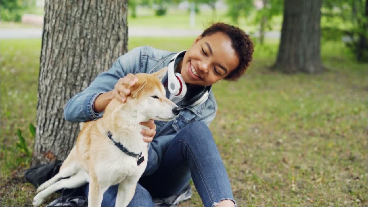 More Than Pet Insurance repeat medication online claims process YouTube