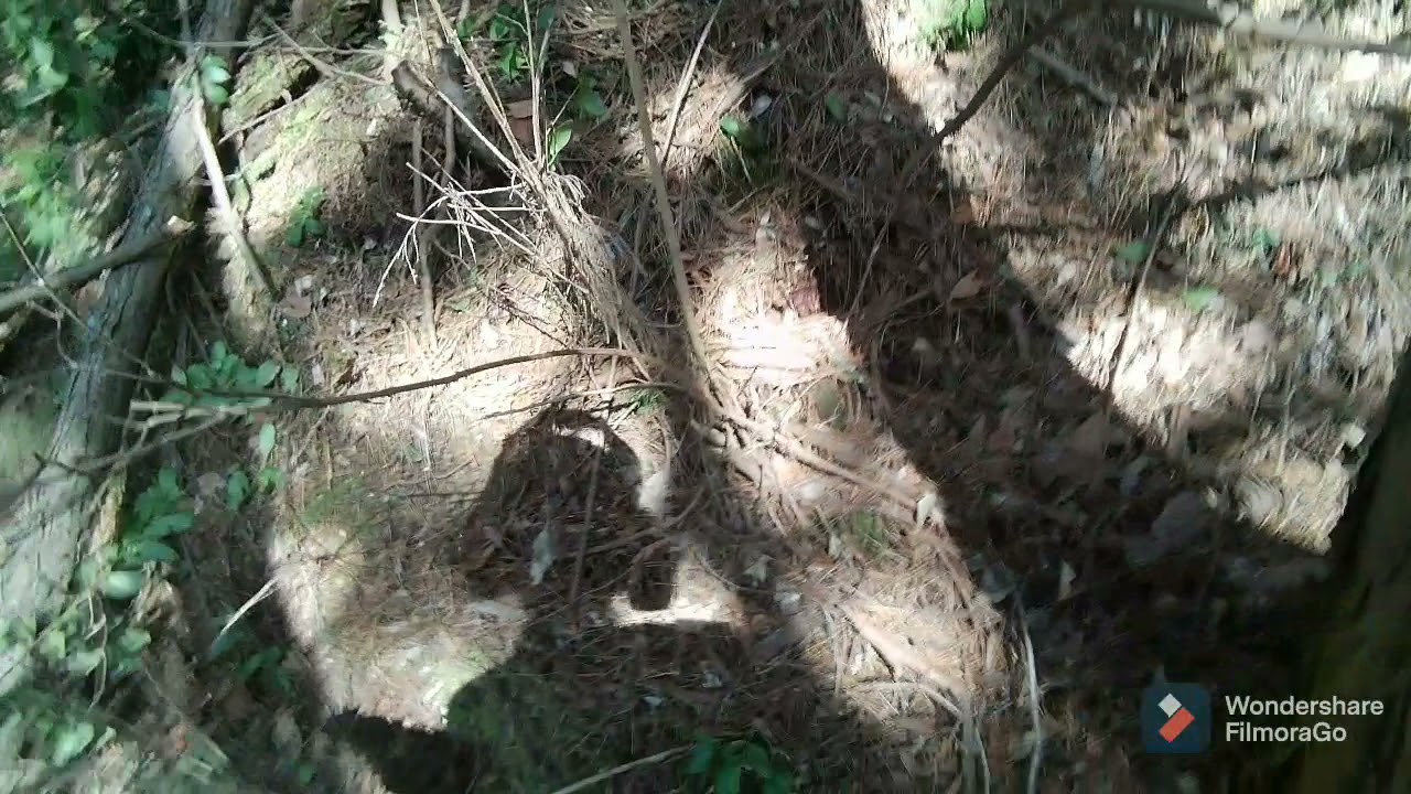 【チェーンソー】STIHL（スチール）のチェーンソー MS261で故郷所有山林の間伐をしました！