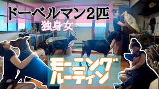 【モーニングルーティン】ドーベルマン2頭×独身女