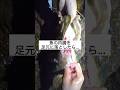 魚の内臓を足元に落としたら…