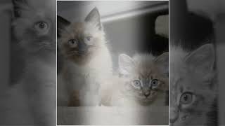 Purebreds Plus Kittens Rescued and Adopted 2022 by PurebredsPlusCat 359 views 1 year ago 3 minutes, 22 seconds