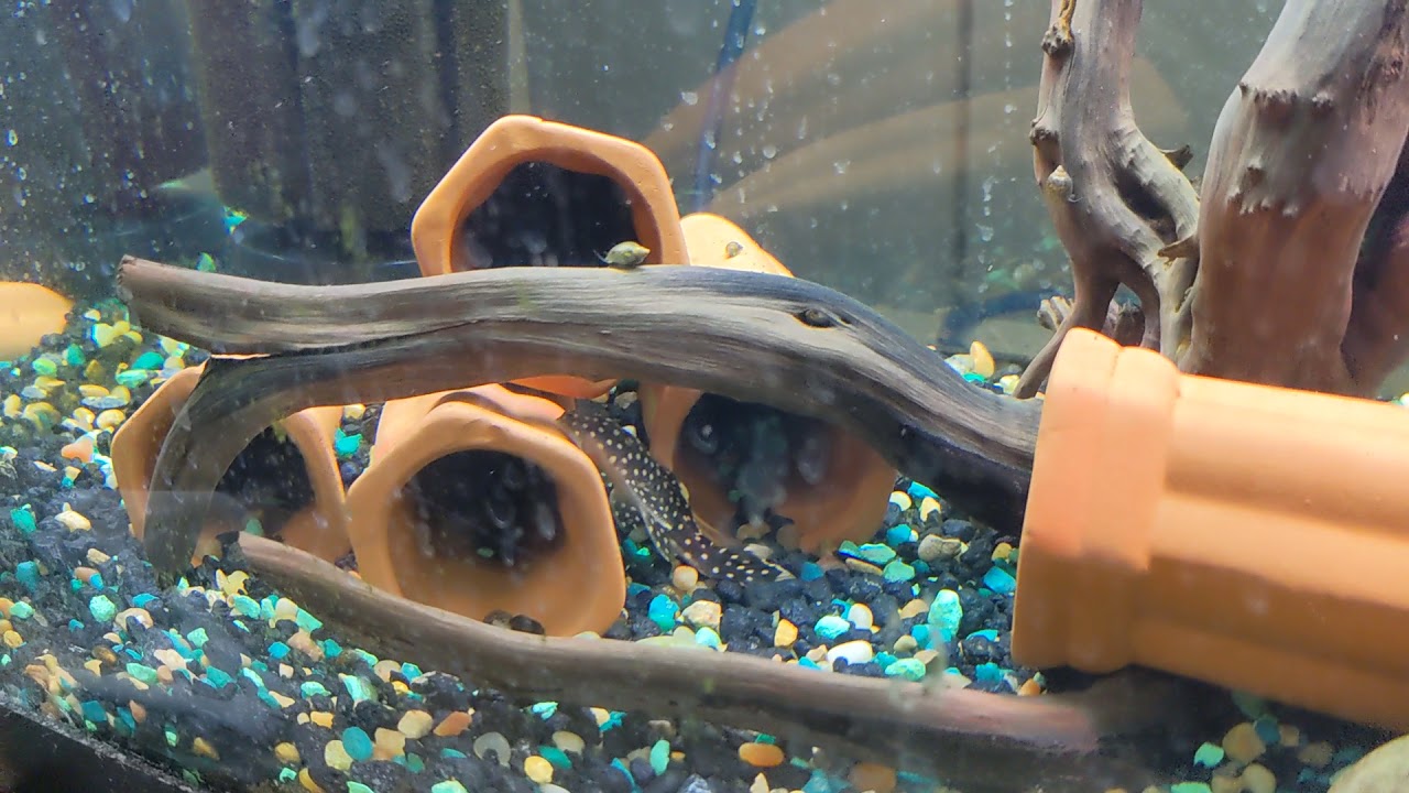Gold Nugget Pleco L018 breeding project - YouTube