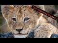 Lion cubs play amongst the trees