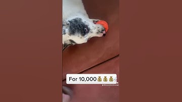 Sleepy corgi #new #funny #youtube #youtubeshorts #trending #subscribe #viral #shorts #short #video