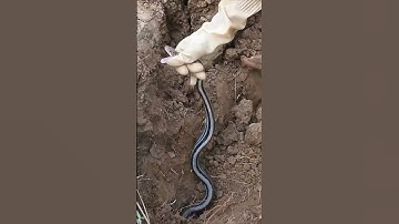 Catch Snakes In Deep Hole Using Hoe #shorts