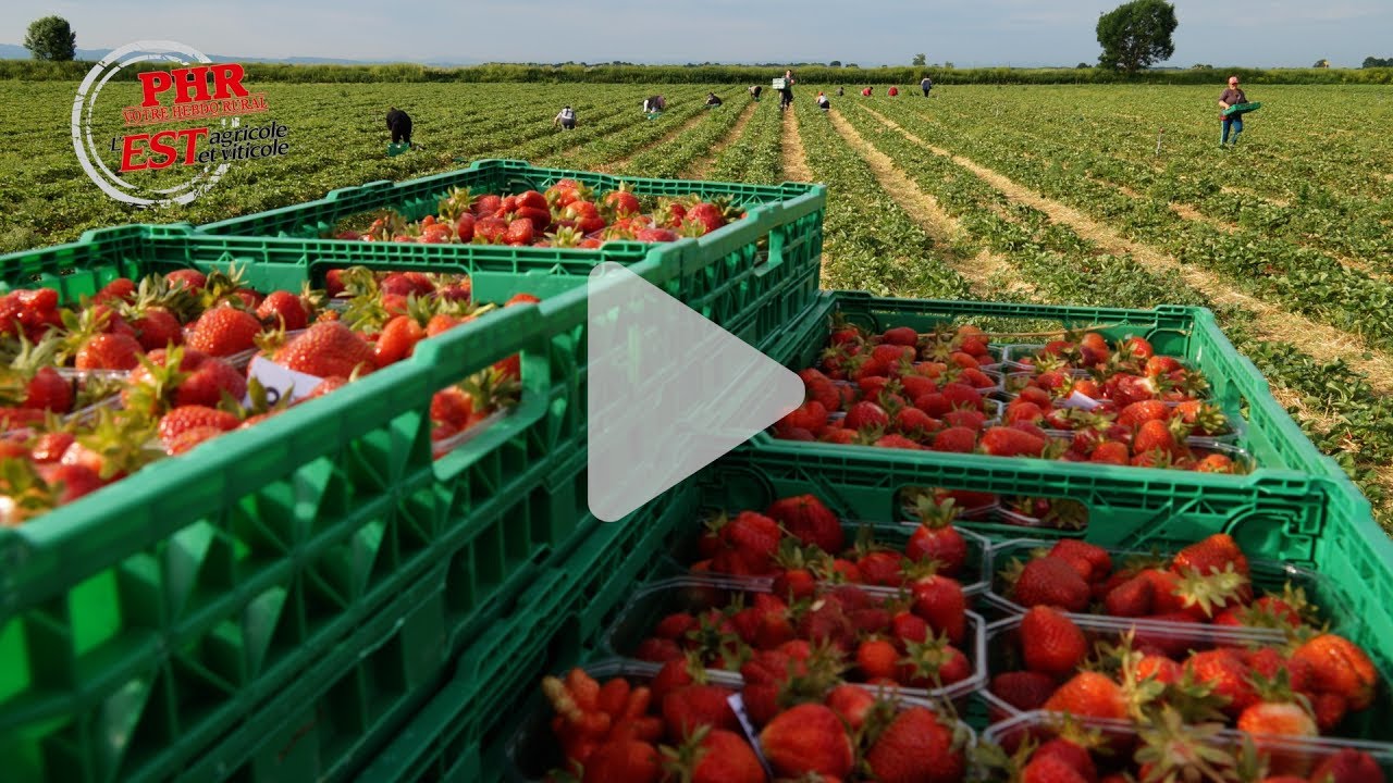 De Fraisiland à Fraisifel