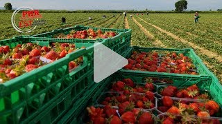 De Fraisiland À Fraisifel