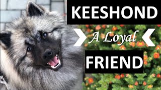 KEESHOND  Wolfspitz, the Dutch barge dog