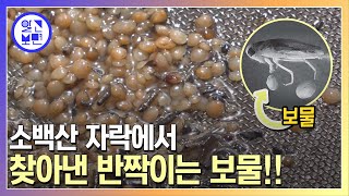 깊은 산속 옹달샘, 신비한 보물