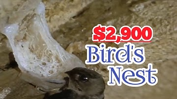 Why people RISK their lives to get this  Swiftlet Bird