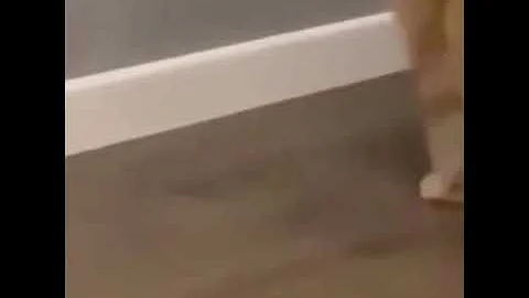 Cat has existential crisis