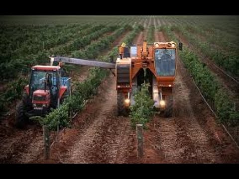 فيديو: حصاد الحبوب في الفناء الخلفي - تعلم كيفية حصاد الحبوب من الحديقة