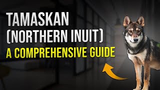 Tamaskan Northern Inuit A Comprehensive Guide