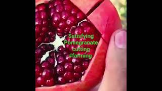 Satisfying Pomegranate cutting farming harvesting fruitgarden fruit