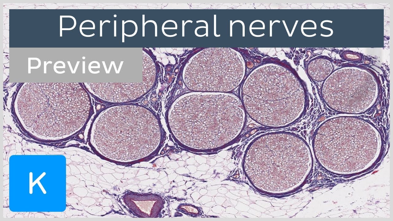 Peripheral Nerves  Definition  Distribution  Preview