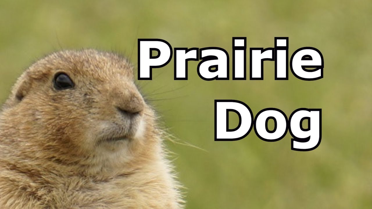 do prairie dogs make noise