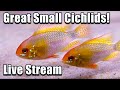 Live  you can keep cichlids in small tanks fish qa