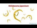 SCHISTOSOMIASIS (Animation)