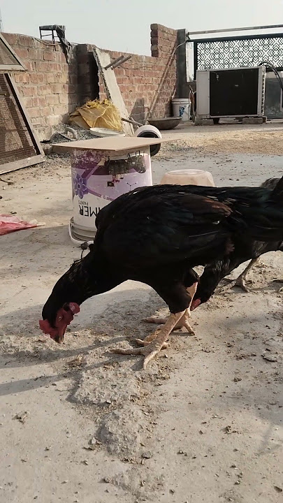 🤔 ya nasal konsi h ⁉️