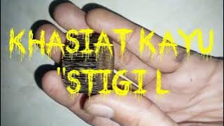 khasiat kayu stigi #tuah #stigi