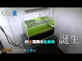 微生物大発生専門小型水槽に約4種類の生命体誕生 #002