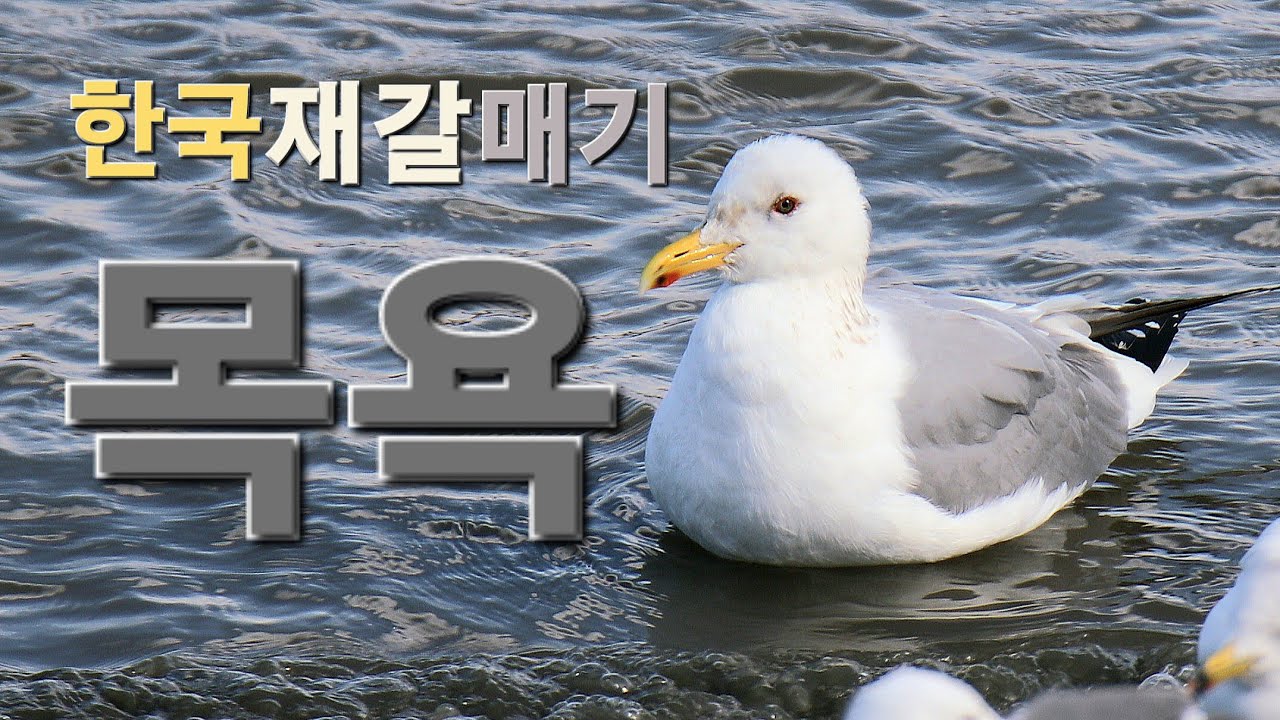한국재갈매기 목욕 영상. (바람 소리 주의!!!!) #새 #탐조 #한국재갈매기 - YouTube