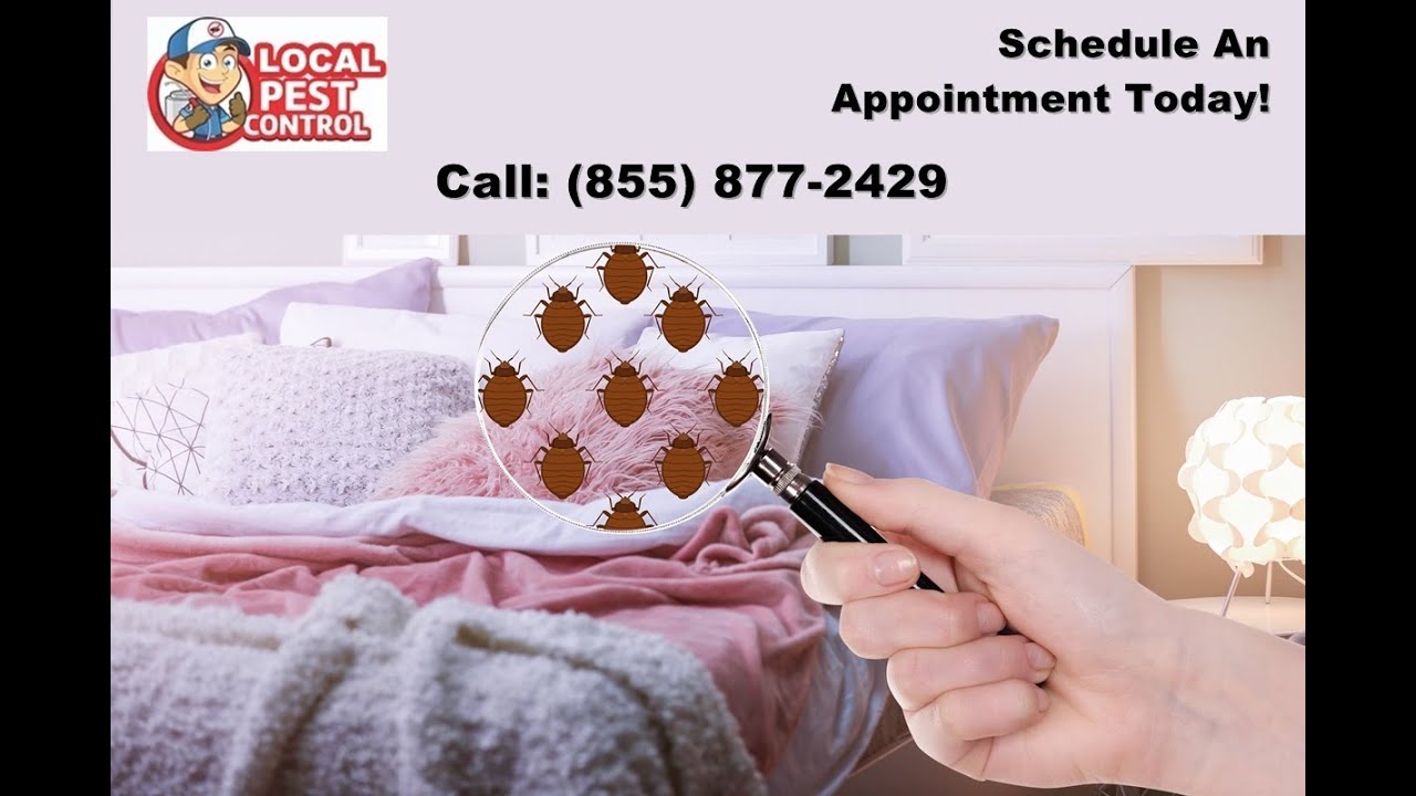 Chicago Bed Bug Exterminator Chicago Bed Bug Inspection Bed Bug