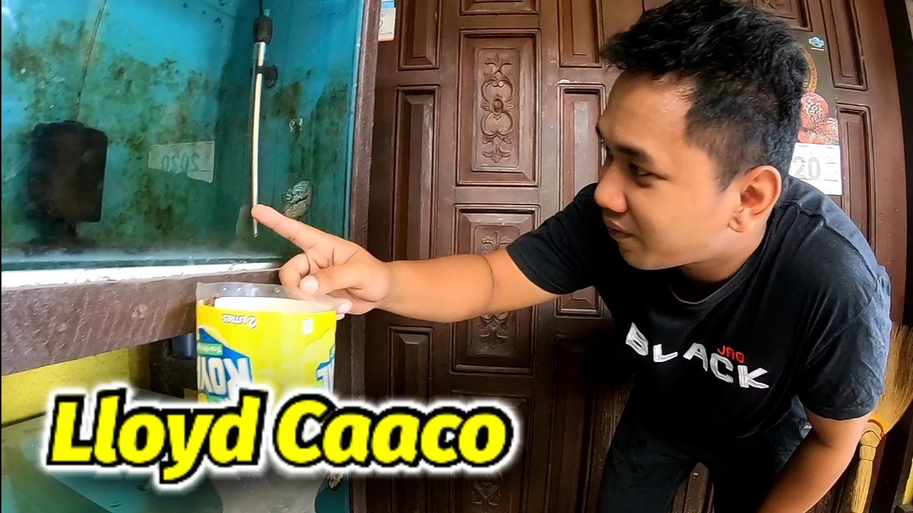 Flowerhorn Hobbyist , Lloyd Caaco