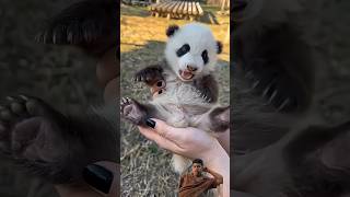 Cute baby  panda🐼#panda #video #viral #reels #subscribe #comedy #like #funny #tiktok #shorts #short