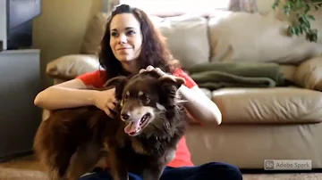 Como saber se o cachorro está com dor nas costas?