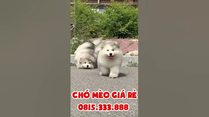 2 em Husky đuổi nhau ( 5 triệu / em ) free ship | 0942725855 CHÓ MÈO CẢNH GIÁ RẺ    #Shorts