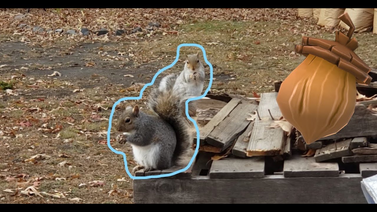 Squirrels finding and eating Acorns YouTube