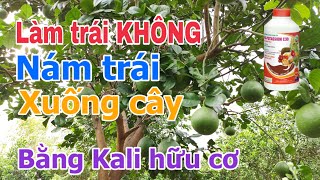 Cách làm trái Bưởi Tết không lo bị NÁM TRÁI đang mang trên cây với KALI HỮU CƠ C30