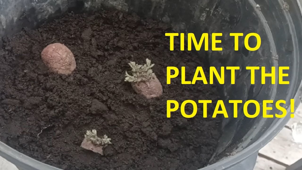 Grow Your Own Potatoes! Planting Store Bought Potatoes in 5 Gallon Pots