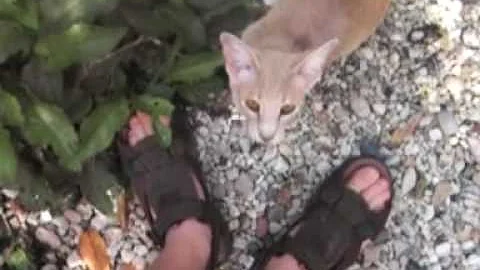 Video 209521: oriental shorthair, shorthair cattery, siamese, kittens growing, cat outside, kittens dog