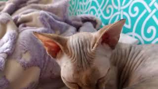 Hora de dormir/ time to go to sleep. Sphynx Cats in Cozumel