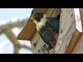 Couple of wild Bat Falcons guarding nest (Falco rufigularis)